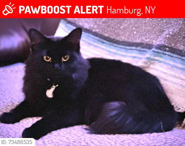 Lost Female Cat last seen Hamburg High School, Hamburg, NY 14075