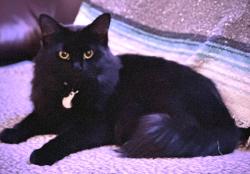 Lost Female Cat last seen Hamburg High School, Hamburg, NY 14075