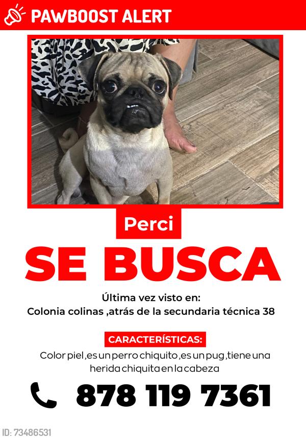 Lost Male Dog last seen BLVRD los álamos colonia colinas, Piedras Negras, Coah. 78853