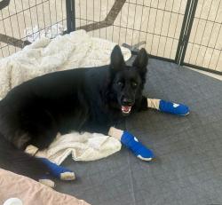 Reunited Female Dog last seen She was last seen in Woodbury community on the walking trail, Irvine, CA 92620