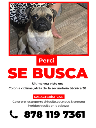 Lost Male Dog last seen BLVRD los álamos colonia colinas, Piedras Negras, Coah. 78853