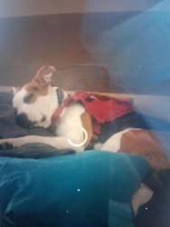 Lost Female Dog last seen N. Duck creek road Grant lake circle 77328, Cleveland, TX 77328