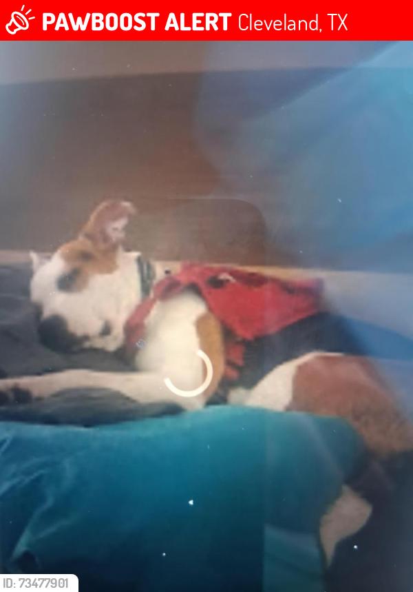 Lost Female Dog last seen N. Duck creek road Grant lake circle 77328, Cleveland, TX 77328