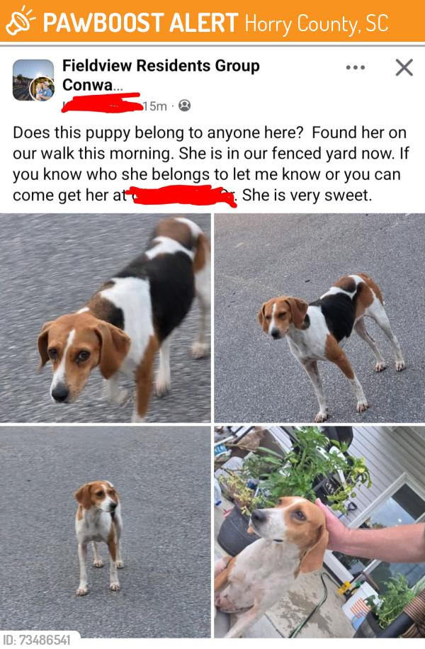 Found/Stray Female Dog last seen Hwy 90, Fieldview, Horry County, SC 29526