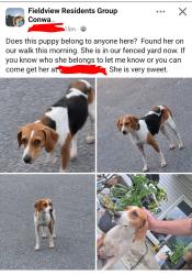 Found/Stray Female Dog last seen Hwy 90, Fieldview, Horry County, SC 29526