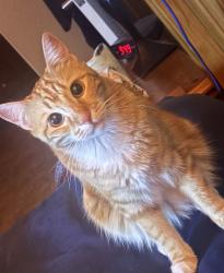 Reunited Female Cat last seen Amber Rock Court and Amber Rock Drive Stonegate Parker, Colorado, Stonegate, CO 80134