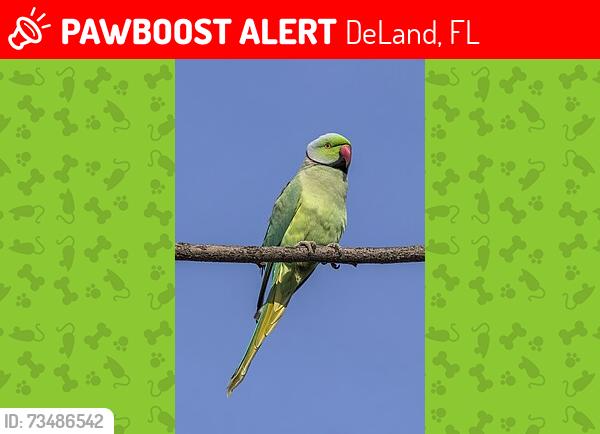 Lost Unknown Bird last seen Sr 44 and ponderosa deland, DeLand, FL 32720