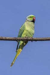 Lost Unknown Bird last seen Sr 44 and ponderosa deland, DeLand, FL 32720