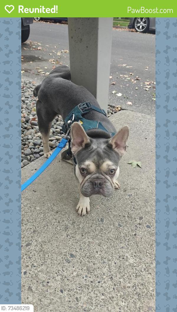 Reunited Male Dog last seen NW 183rd Ave and NW Chemeketa, Bethany, OR 97229