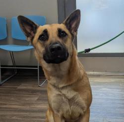 Shelter Stray Female Dog last seen Near Umber Court, San Diego, CA, 92114, 5500 Gaines St, San Diego, CA 92110, USA