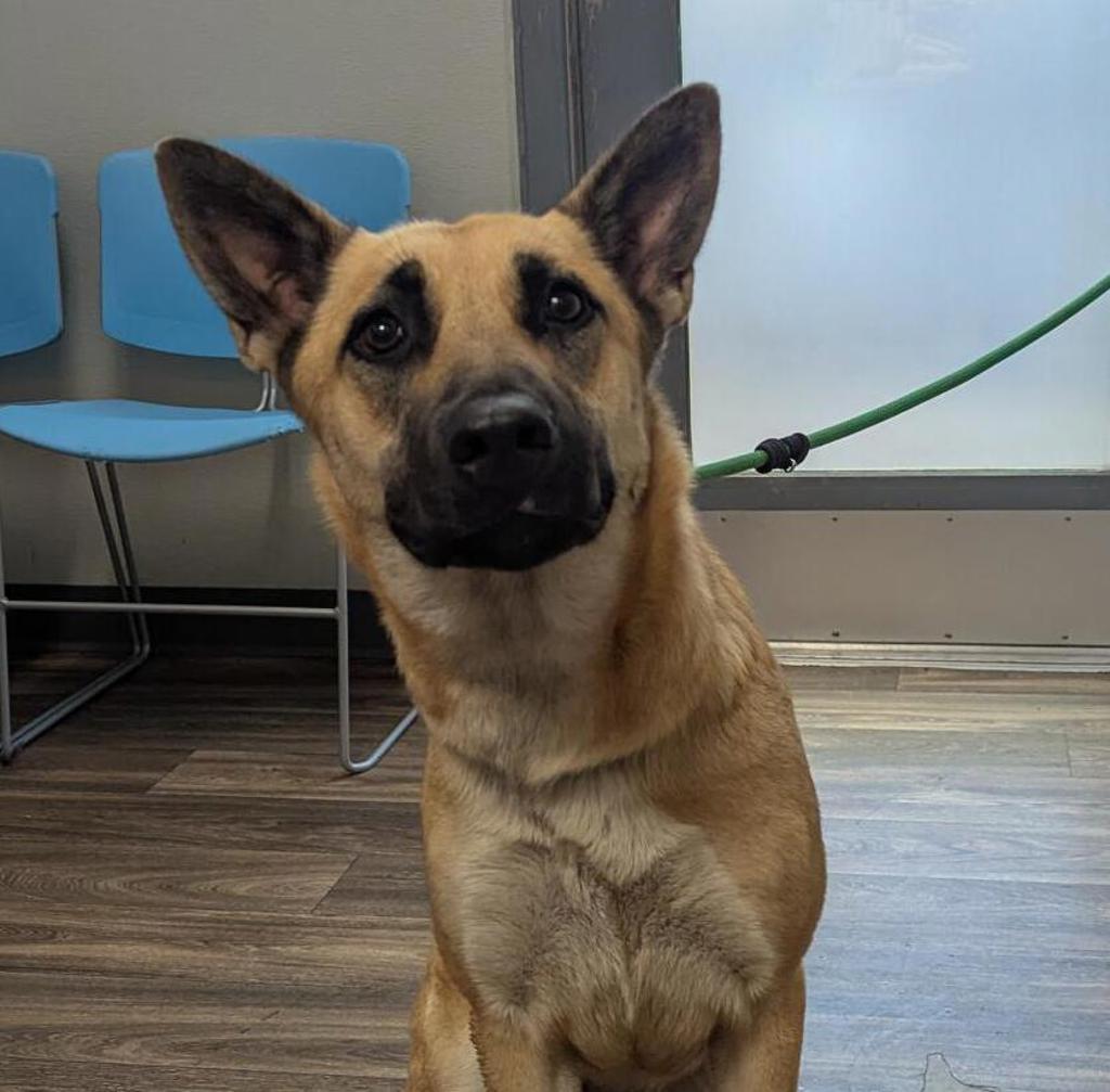 Shelter Stray Female Dog last seen Near Umber Court, San Diego, CA, 92114, 5500 Gaines St, San Diego, CA 92110, USA
