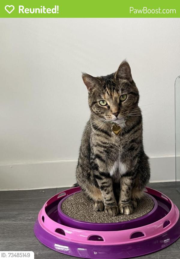 Reunited Female Cat last seen E. 52nd st, The Bennett apmts, Austin, TX 78751