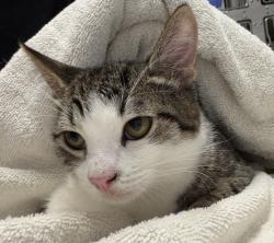 Shelter Stray Male Cat last seen Conway Dr, Escondido, CA, 92027, Escondido, CA 92027, USA