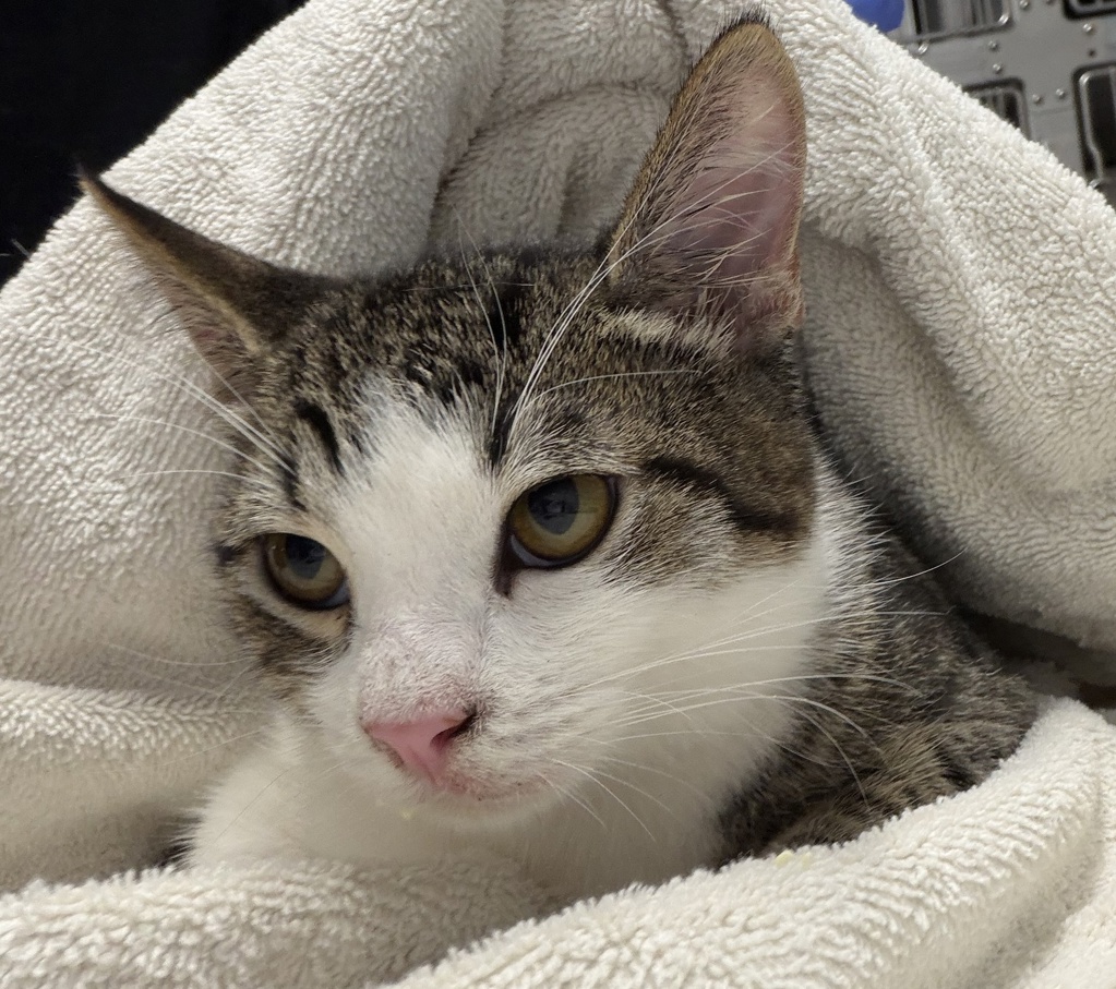 Shelter Stray Male Cat last seen Conway Dr, Escondido, CA, 92027, Escondido, CA 92027, USA