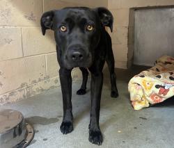 Shelter Stray Male Dog last seen Near Industry Lane, Oceanside, CA, 92054, Oceanside, CA 92058, USA
