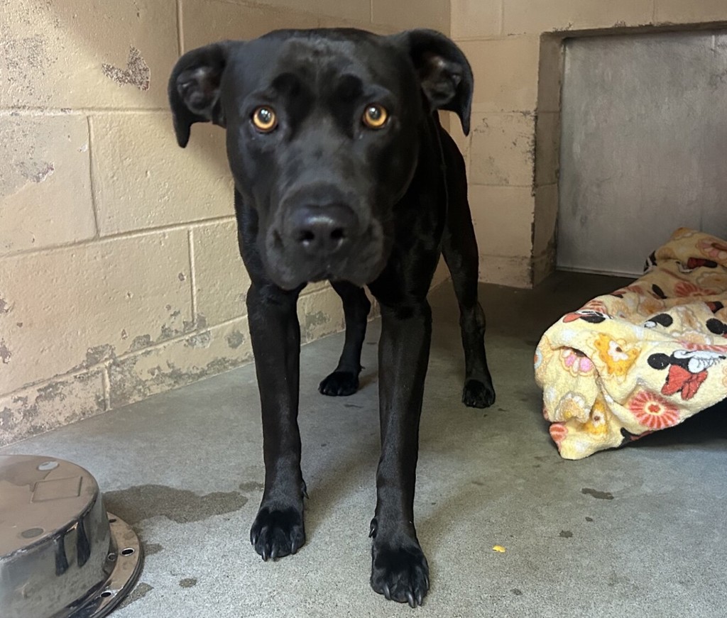 Shelter Stray Male Dog last seen Near Industry Lane, Oceanside, CA, 92054, Oceanside, CA 92058, USA