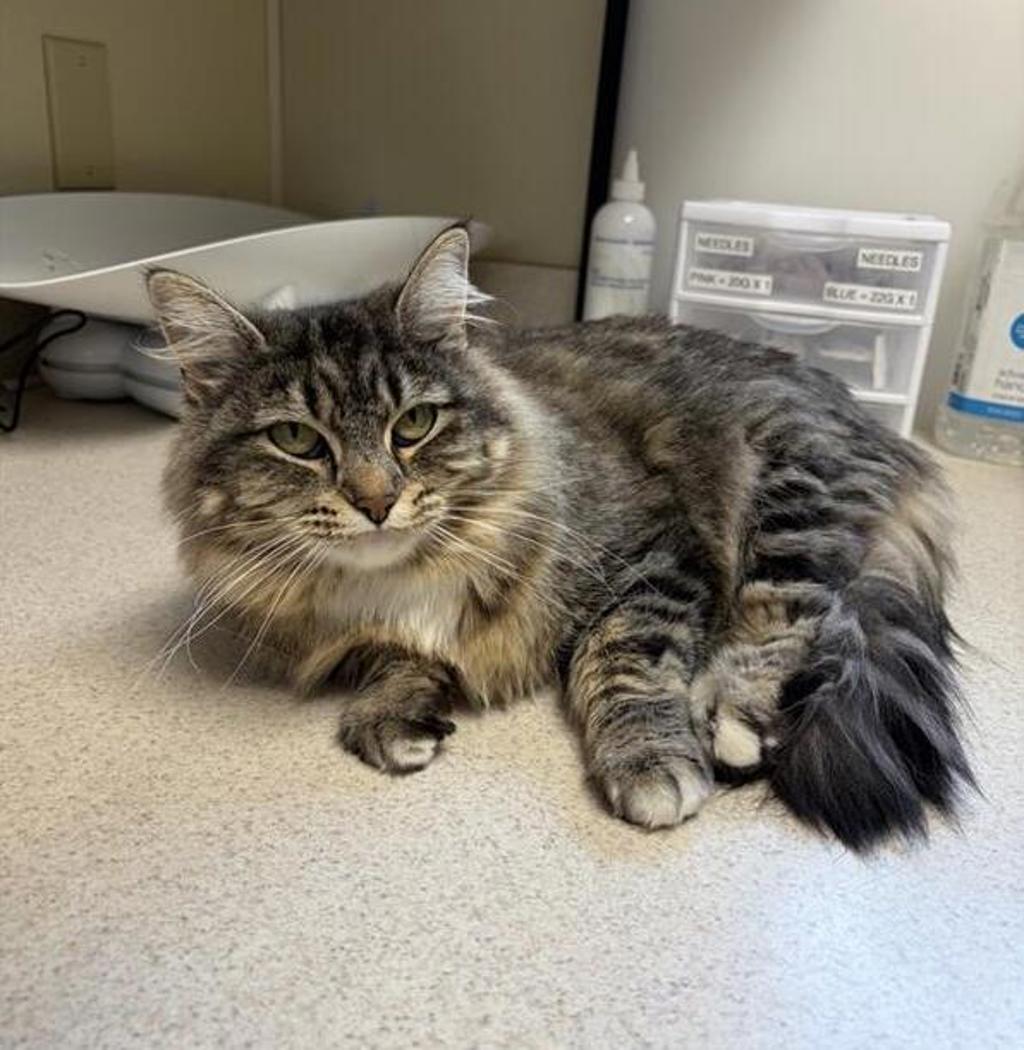 Shelter Stray Female Cat last seen Near block of 12th st NE, GREAT FALLS, MT, 59404, 1010 25th Ave NE, Great Falls, MT 59404, USA
