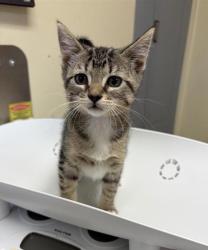 Shelter Stray Female Cat last seen Near block of 16th ave s, GREAT FALLS, MT, 59405, 1010 25th Ave NE, Great Falls, MT 59404, USA