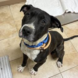 Shelter Stray Male Dog last seen 181st, PORTLAND, OR, 97233, 1700 W Historic Columbia River Hwy, Troutdale, OR 97060, USA