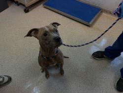 Shelter Stray Female Dog last seen Near Decatur Avenue, BRONX, NY, 10467, 326 E 110th St, New York, NY 10029, USA