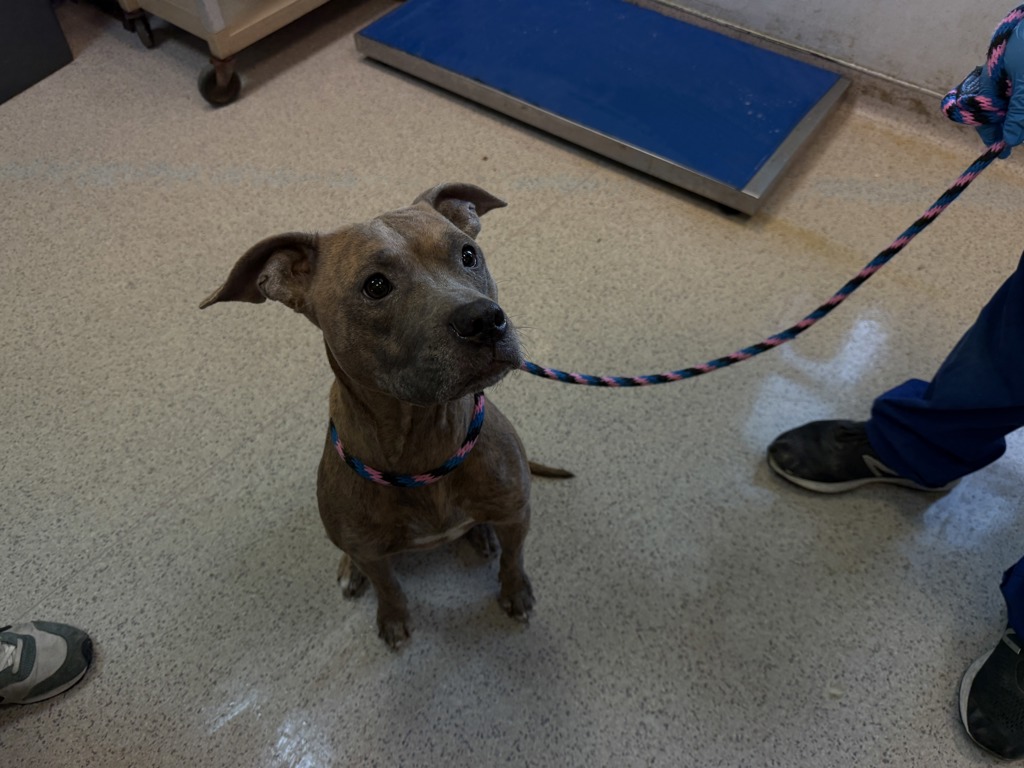 Shelter Stray Female Dog last seen Near Decatur Avenue, BRONX, NY, 10467, 326 E 110th St, New York, NY 10029, USA