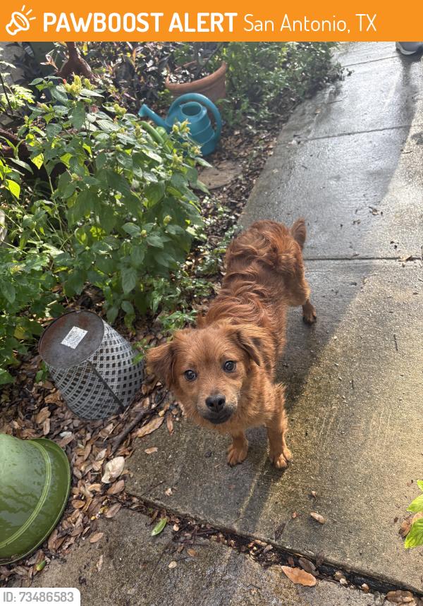 Found/Stray Female Dog last seen Rock Creek Run and Red Oak, San Antonio, TX 78230