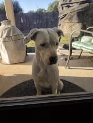 Found/Stray Female Dog last seen Stillwater ranch, San Antonio, TX 78254