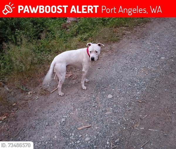 Lost Male Dog last seen Bumpy rd and gasman, Port Angeles, WA 98362
