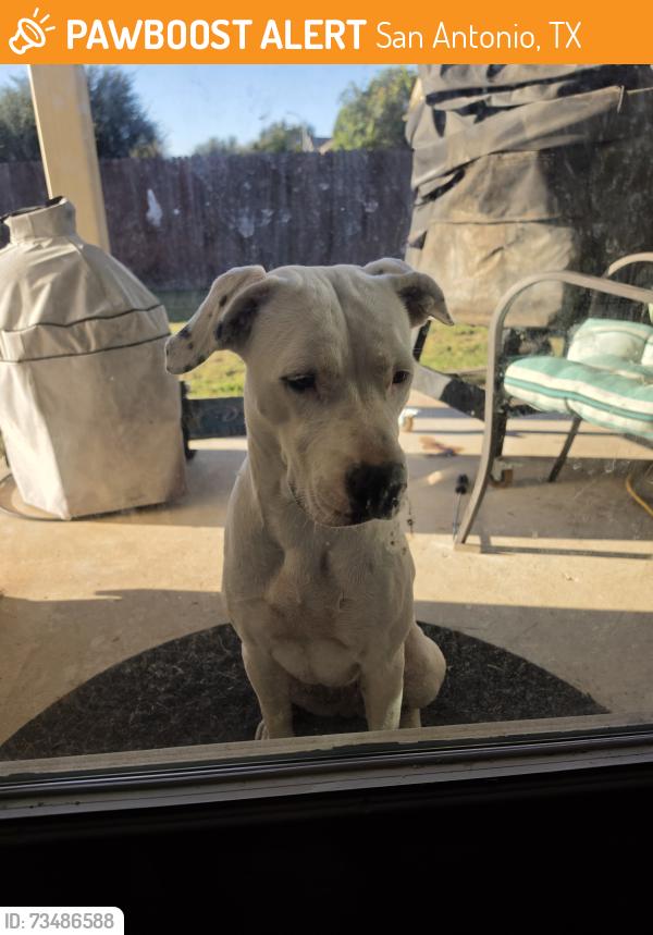Found/Stray Female Dog last seen Stillwater ranch, San Antonio, TX 78254