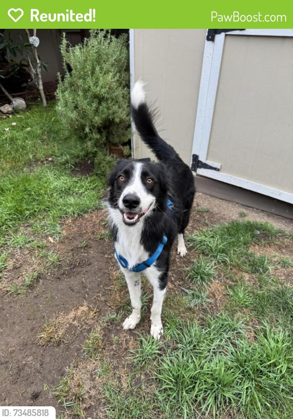 Reunited Male Dog last seen El Camino real, Sunnyvale, CA 94086