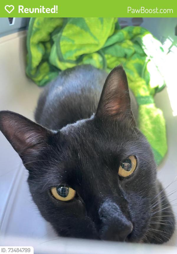 Reunited Male Cat last seen Oltorf & Burleson, building 3 of chandelier apmts, Austin, TX 78741
