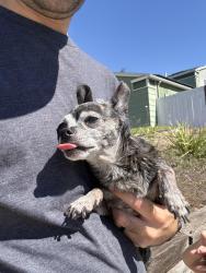 Reunited Unknown Dog last seen Valley Mill Road, El Cajon, CA 92020