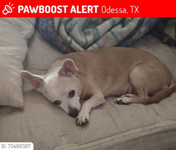 Lost Female Dog last seen Dixie and 44th, Odessa, TX 79762