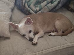 Lost Female Dog last seen Dixie and 44th, Odessa, TX 79762