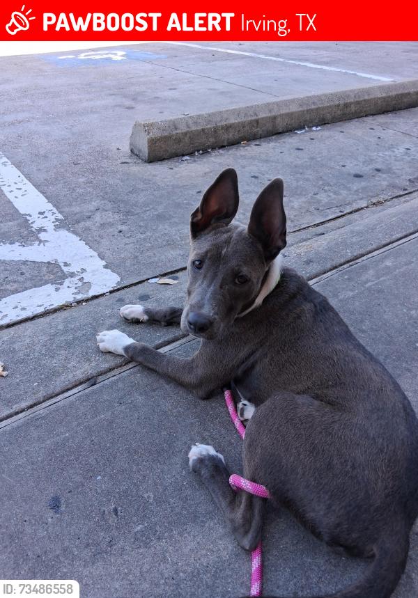 Lost Female Dog last seen West Irving train station, Irving, TX 75060