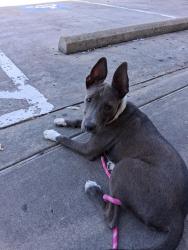 Lost Female Dog last seen West Irving train station, Irving, TX 75060
