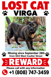 Reunited Female Cat last seen Coulter and midvale, Philadelphia, PA 19144