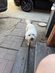 Reunited Male Dog last seen Bart San Bruno, San Bruno, CA 94066