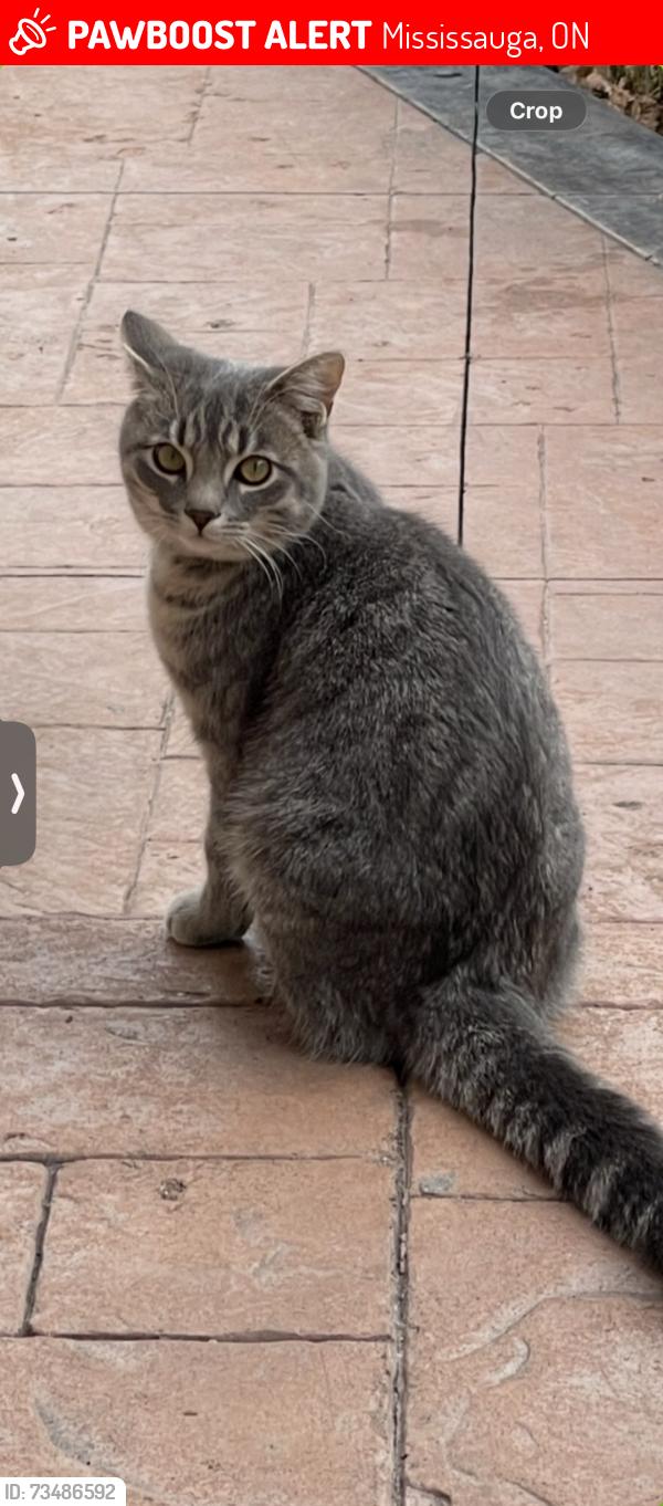 Lost Male Cat last seen Cortina Cres, Mississauga, ON 