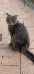 Lost Male Cat last seen Cortina Cres, Mississauga, ON 