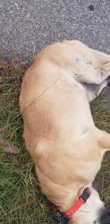 Found/Stray Unknown Dog last seen Near N before Pa Lane, Harnett County, NC 27332