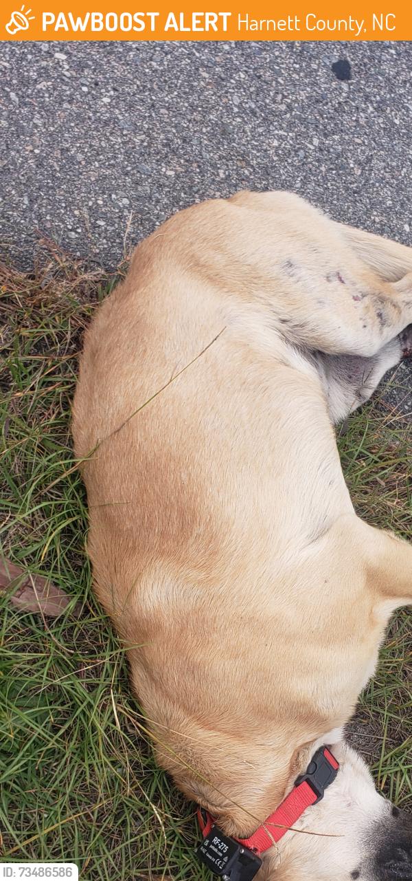 Found/Stray Unknown Dog last seen Near N before Pa Lane, Harnett County, NC 27332