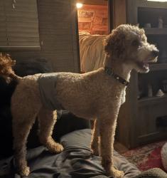Reunited Male Dog last seen Tejas west of 75, Grayson County, TX 75020