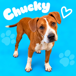 Shelter Stray Male Dog last seen , 2350 Appling City Cove, Memphis, TN 38133, USA