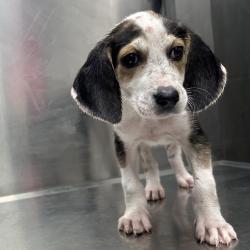 Shelter Stray Male Dog last seen , 244 Georgetown Rd, Jacksonville, NC 28540, USA