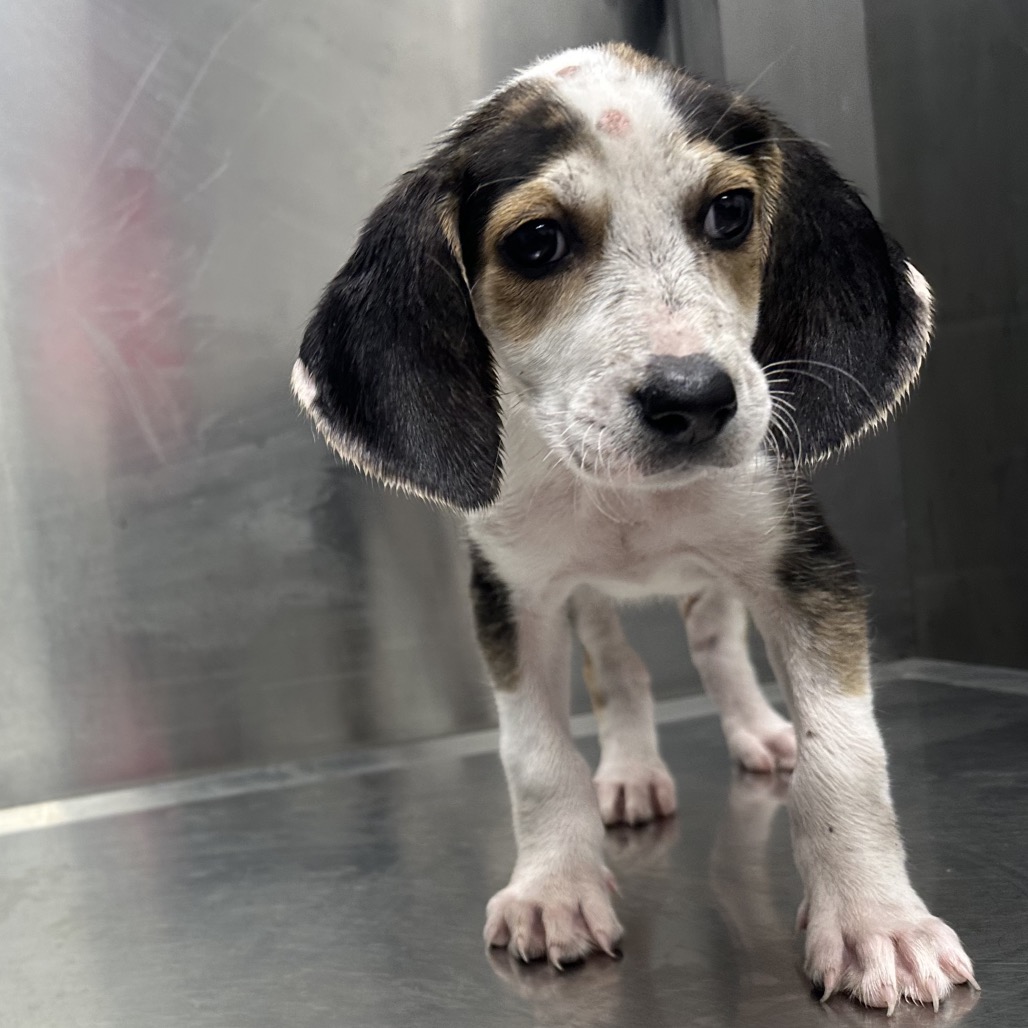 Shelter Stray Male Dog last seen , 244 Georgetown Rd, Jacksonville, NC 28540, USA