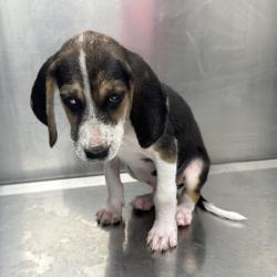 Shelter Stray Male Dog last seen , 244 Georgetown Rd, Jacksonville, NC 28540, USA