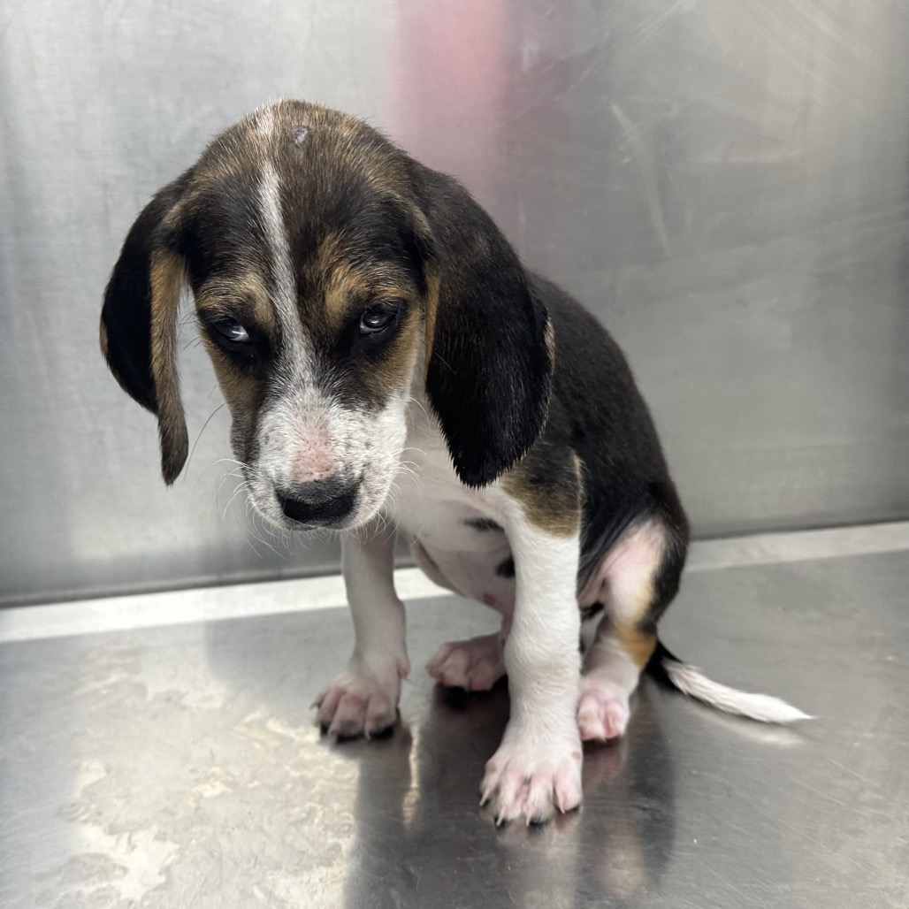 Shelter Stray Male Dog last seen , 244 Georgetown Rd, Jacksonville, NC 28540, USA
