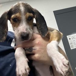 Shelter Stray Male Dog last seen , 244 Georgetown Rd, Jacksonville, NC 28540, USA