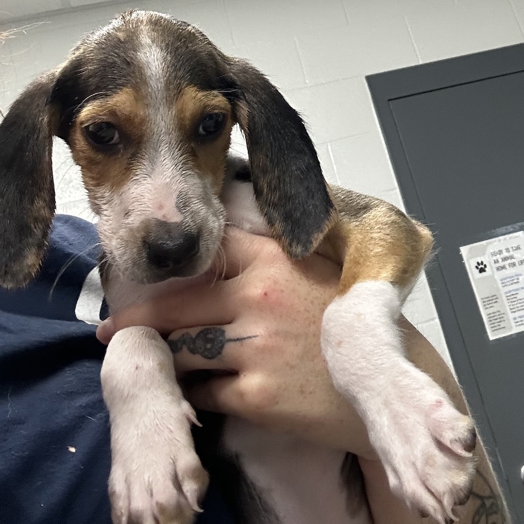 Shelter Stray Male Dog last seen , 244 Georgetown Rd, Jacksonville, NC 28540, USA